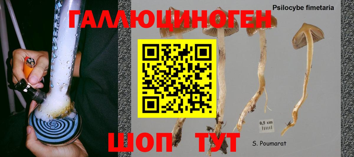 Псилоцибиновые грибы Psilocybine cubensis  Вход с VPN  Полысаево 